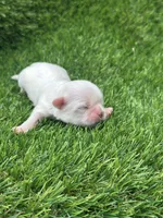 Tanner, a male Shih Tzu for sale in Ava, MO – 8 of 9