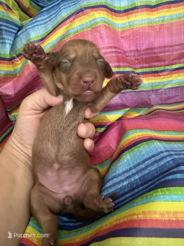 Jane  – Miniature Dachshund puppy for sale in Ava, MO