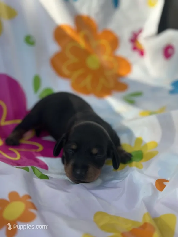 Ginger  – Miniature Dachshund puppy for sale in Ava, MO