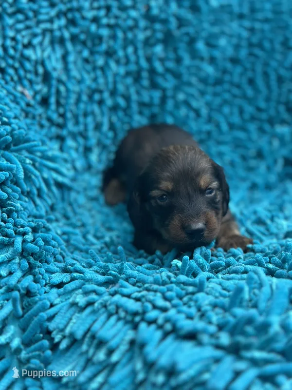 Boss hog  – Miniature Dachshund puppy for sale in Ava, MO