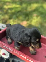 Redbud , a female Miniature Dachshund for sale in Ava, MO – 6 of 7