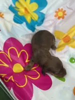 Myrtle , a female Miniature Dachshund for sale in Ava, MO – 4 of 6