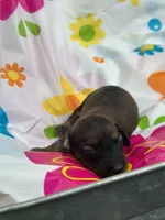 Daisy , a female Miniature Dachshund for sale in Ava, MO – 4 of 4