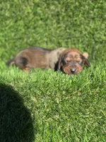 Sissy, a female Miniature Dachshund for sale in Ava, MO – 3 of 7