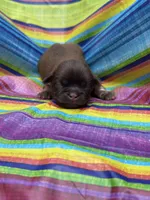 Coco, a male Shih Tzu for sale in Ava, MO – 1 of 7