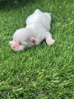 Tanner, a male Shih Tzu for sale in Ava, MO – 3 of 9