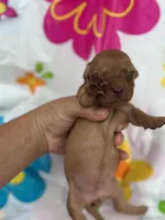 Mae, a female Miniature Dachshund for sale in Ava, MO – 2 of 6