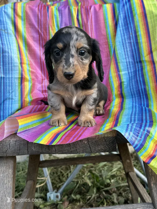 Rocky – Miniature Dachshund puppy for sale in Ava, MO