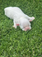 Snowball, a male Shih Tzu for sale in Ava, MO – 4 of 8