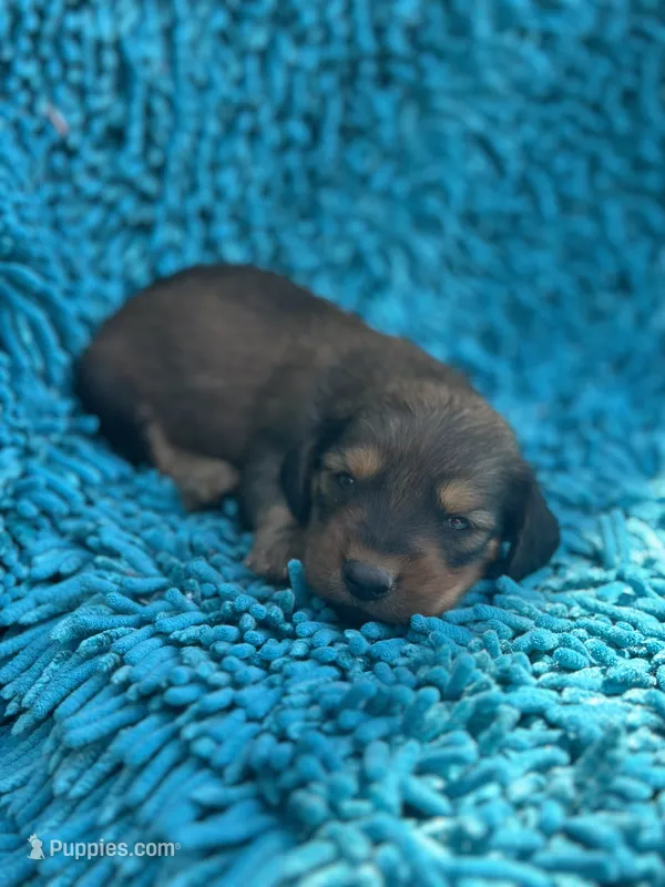 Bo – Miniature Dachshund puppy for sale in Ava, MO