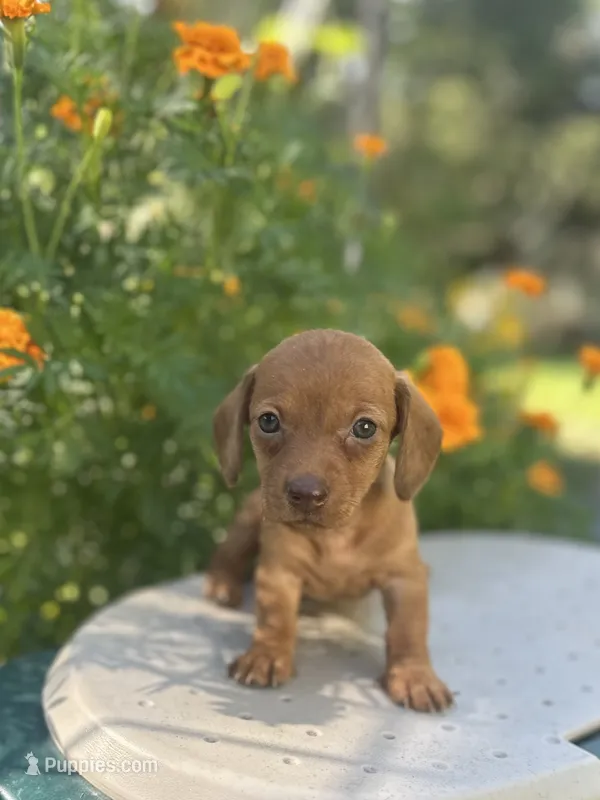 Mae – Miniature Dachshund puppy for sale in Ava, MO