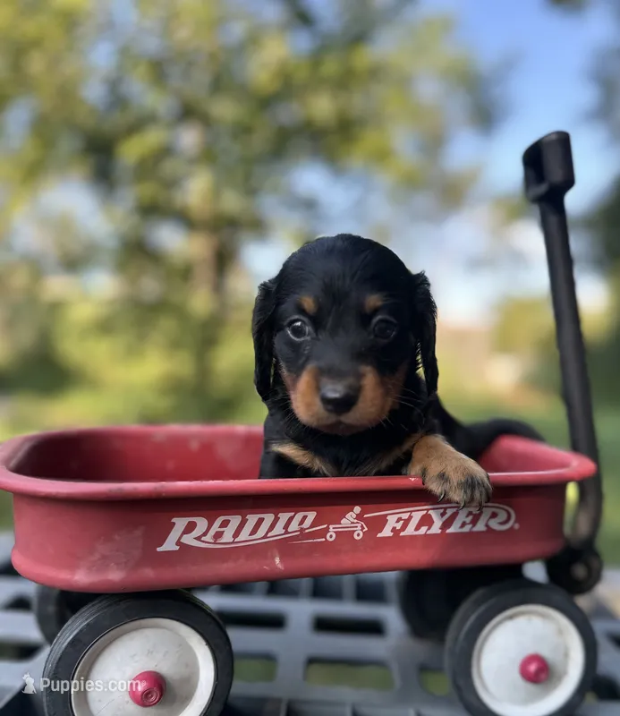 Coco – Miniature Dachshund puppy for sale in Ava, MO