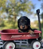 Coco, a male Miniature Dachshund for sale in Ava, MO – 1 of 4