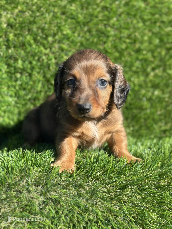 Scooter  – Miniature Dachshund puppy for sale in Ava, MO