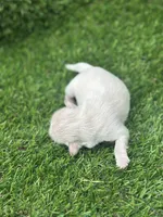 Snowhite , a female Shih Tzu for sale in Ava, MO – 4 of 7