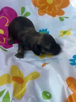Ash, a male Miniature Dachshund for sale in Ava, MO – 2 of 2