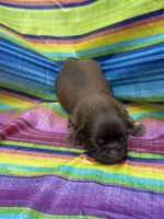 Coco, a male Shih Tzu for sale in Ava, MO – 4 of 7
