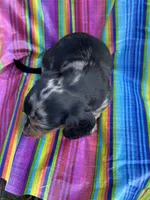 Rocky, a male Miniature Dachshund for sale in Ava, MO – 3 of 6