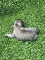Bluey, a female Shih Tzu for sale in Ava, MO – 3 of 8