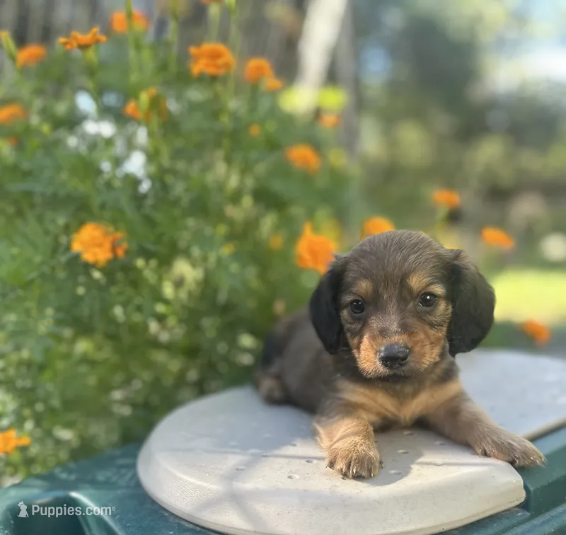 Bo – Miniature Dachshund puppy for sale in Ava, MO