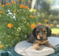 Bo, a male Miniature Dachshund for sale in Ava, MO – 1 of 1