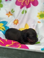 Bo, a male Miniature Dachshund for sale in Ava, MO – 2 of 4