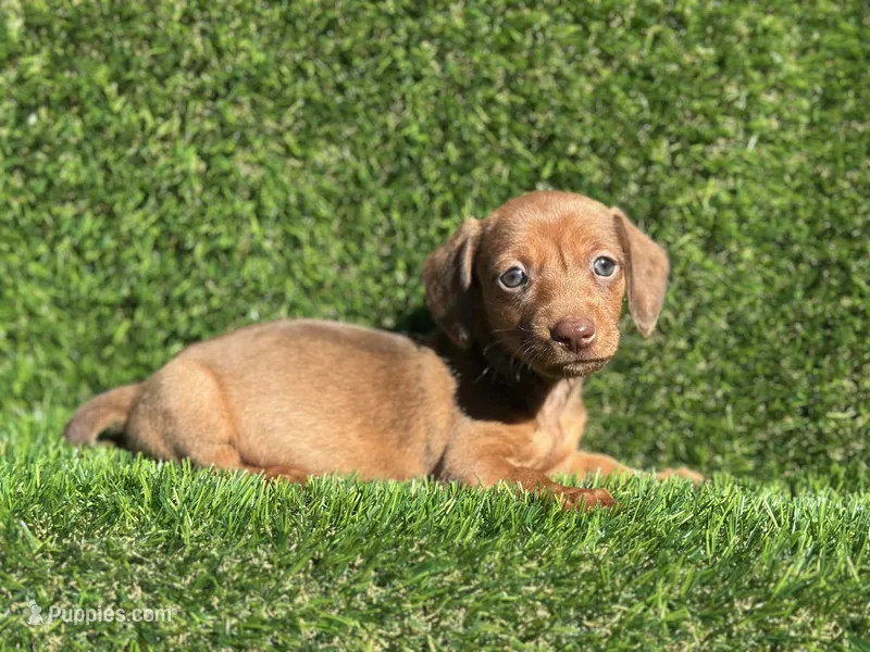 Jane  – Miniature Dachshund puppy for sale in Ava, MO