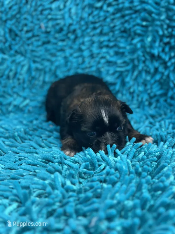 Belle  – Shih Tzu puppy for sale in Ava, MO