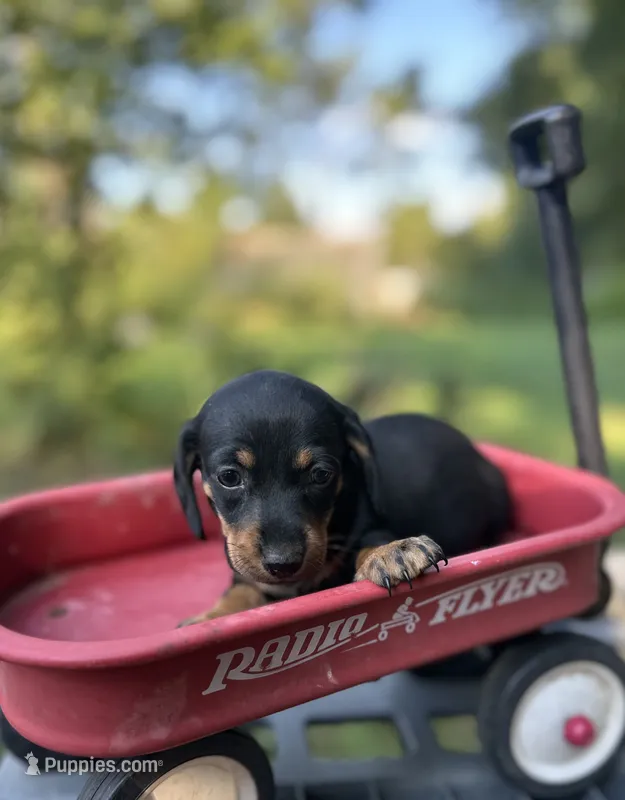 Pepper – Miniature Dachshund puppy for sale in Ava, MO