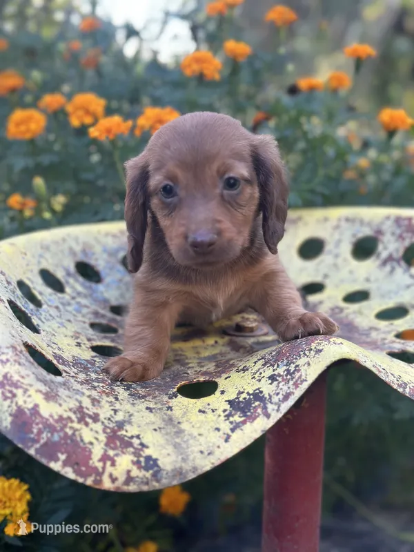Myrtle  – Miniature Dachshund puppy for sale in Ava, MO