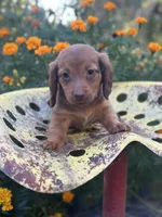 Myrtle , a female Miniature Dachshund for sale in Ava, MO – 1 of 5