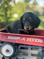 Redbud , a female Miniature Dachshund for sale in Ava, MO – 2 of 7