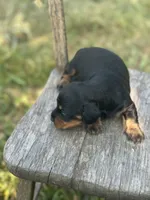Coco, a male Miniature Dachshund for sale in Ava, MO – 2 of 6