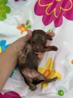 Myrtle , a female Miniature Dachshund for sale in Ava, MO – 3 of 6