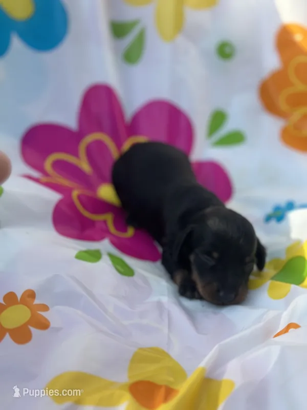 Pepper – Miniature Dachshund puppy for sale in Ava, MO