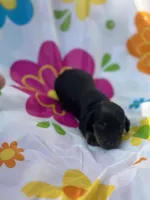 Pepper, a female Miniature Dachshund for sale in Ava, MO – 1 of 3