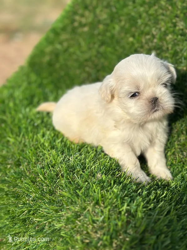 Tanner – Shih Tzu puppy for sale in Ava, MO