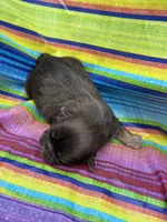 Fancy , a female Shih Tzu for sale in Ava, MO – 2 of 9