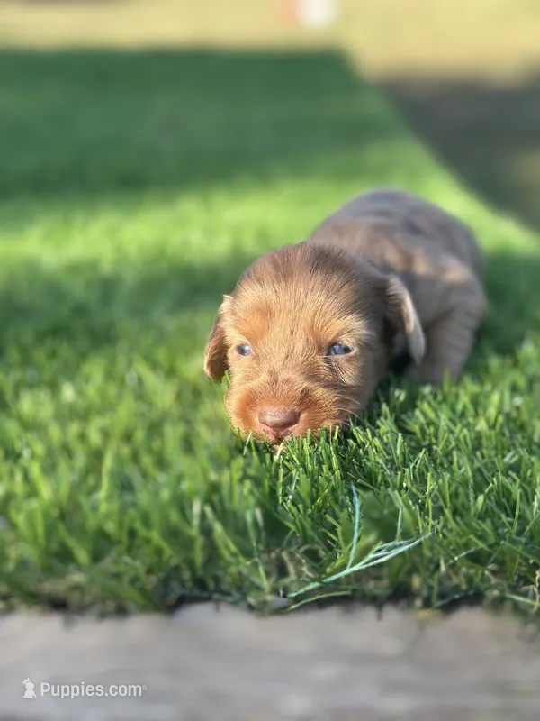 Sapphire  – Miniature Dachshund puppy for sale in Ava, MO