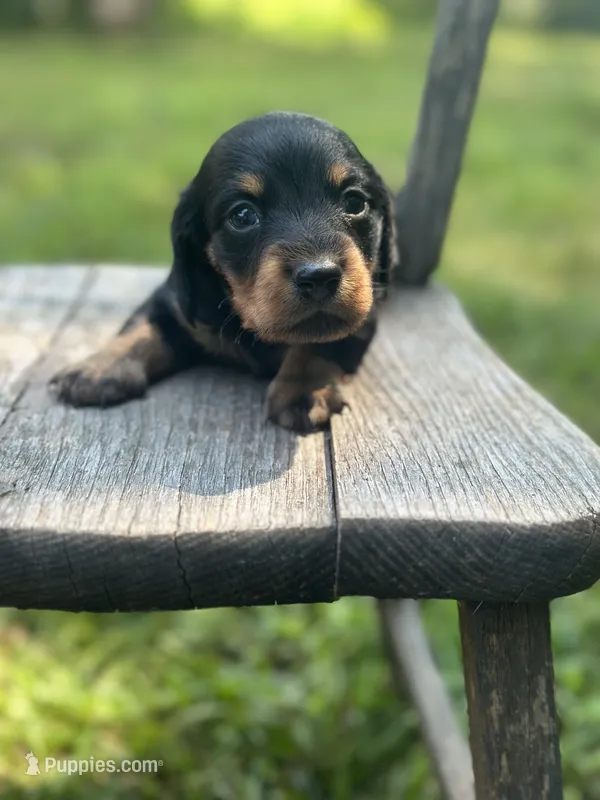 Coco – Miniature Dachshund puppy for sale in Ava, MO