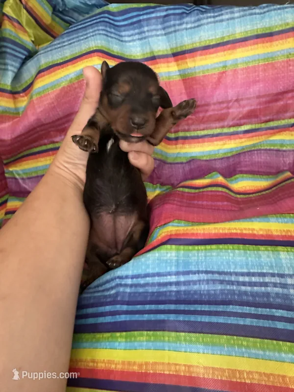 Suzie  – Miniature Dachshund puppy for sale in Ava, MO