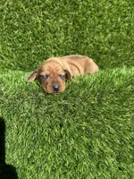 Suzie, a female Miniature Dachshund for sale in Ava, MO – 3 of 6