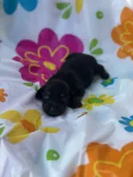 Chestnut , a female Miniature Dachshund for sale in Ava, MO – 3 of 4