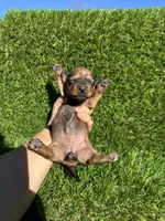 Sassy, a female Miniature Dachshund for sale in Ava, MO – 4 of 6