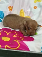 Duke, a male Miniature Dachshund for sale in Ava, MO – 6 of 6