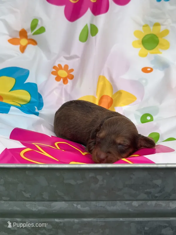 Myrtle  – Miniature Dachshund puppy for sale in Ava, MO