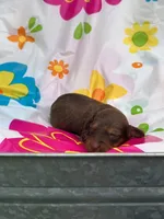 Myrtle , a female Miniature Dachshund for sale in Ava, MO – 1 of 6