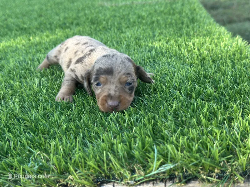 Diamond  – Miniature Dachshund puppy for sale in Ava, MO