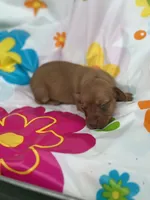 Mae, a female Miniature Dachshund for sale in Ava, MO – 6 of 6