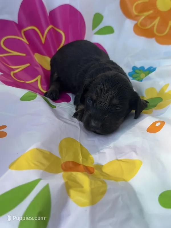 Redbud  – Miniature Dachshund puppy for sale in Ava, MO